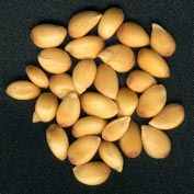 Poncirus trifoliata seeds